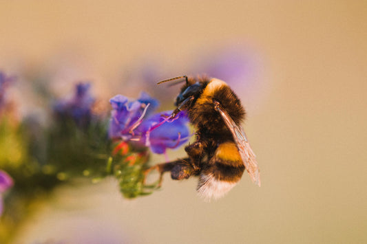 7 Easy Ways to Make Your Garden More Wildlife-Friendly