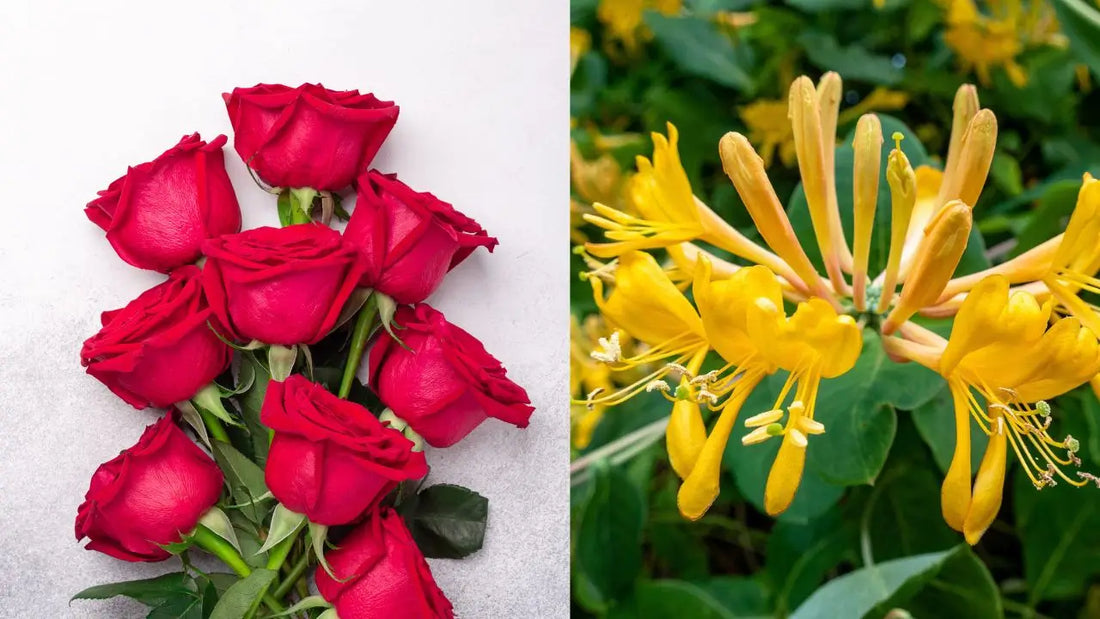 June’s Birth Flowers: Roses & Honeysuckle