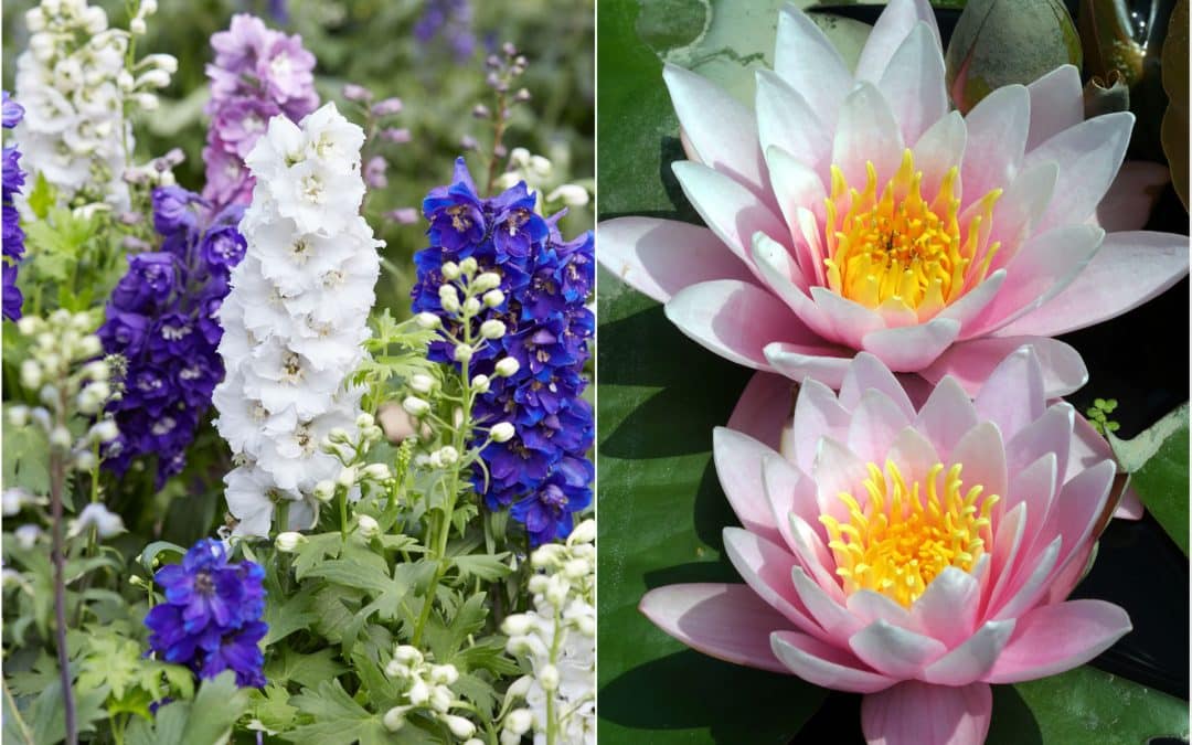 July Birth Flowers: Larkspur and Water Lily