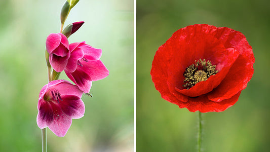 August Birth Flowers: Gladiolus and Poppy